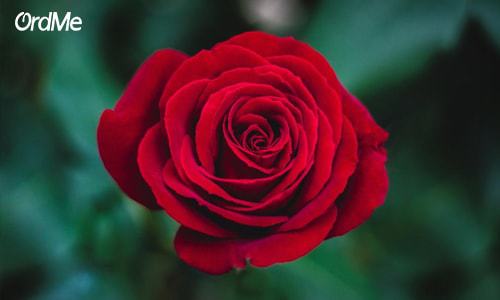 گل رز، عطر زنانه آرامبخش